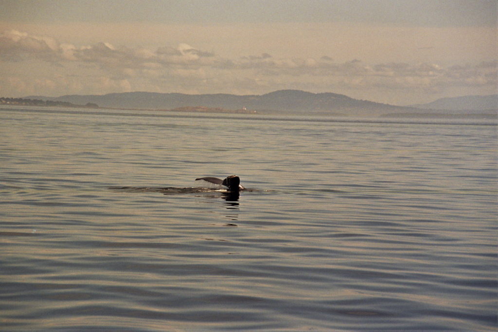 Whale Watching, Vancover Island, Wale, Kanada, Pazifik, Reise, Rundreise, Roadtrip