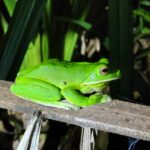 Giftgrüber Frosch in Queensland Australien