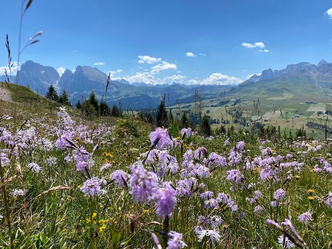 Blumenwiese vor Alpenpanorama